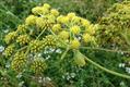 lovage